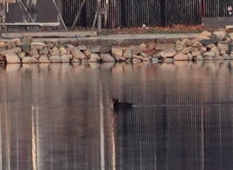 White-winged Scoter - ML645578014