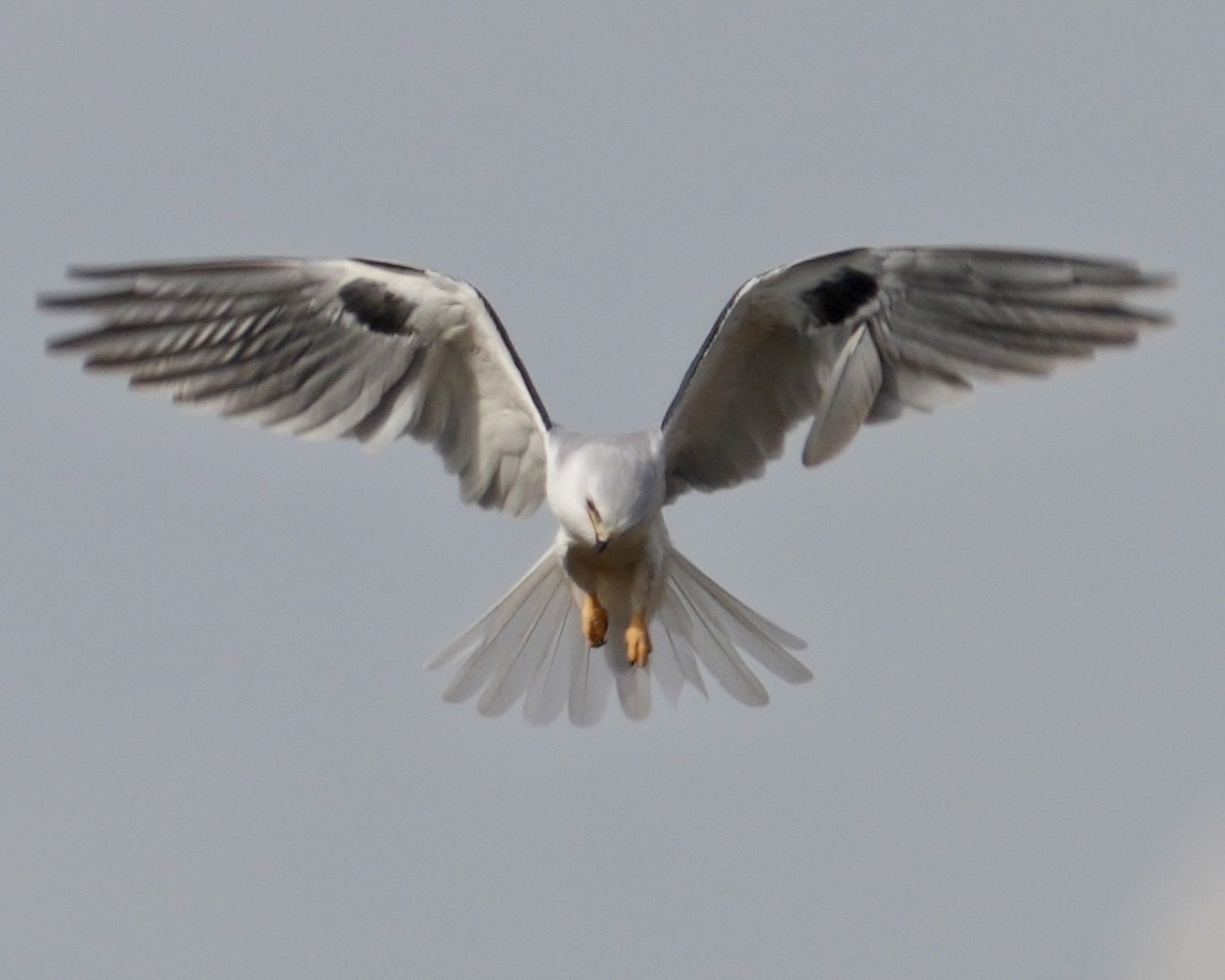 White-tailed Kite - ML645578016