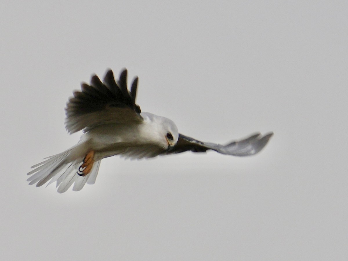 White-tailed Kite - ML645578017