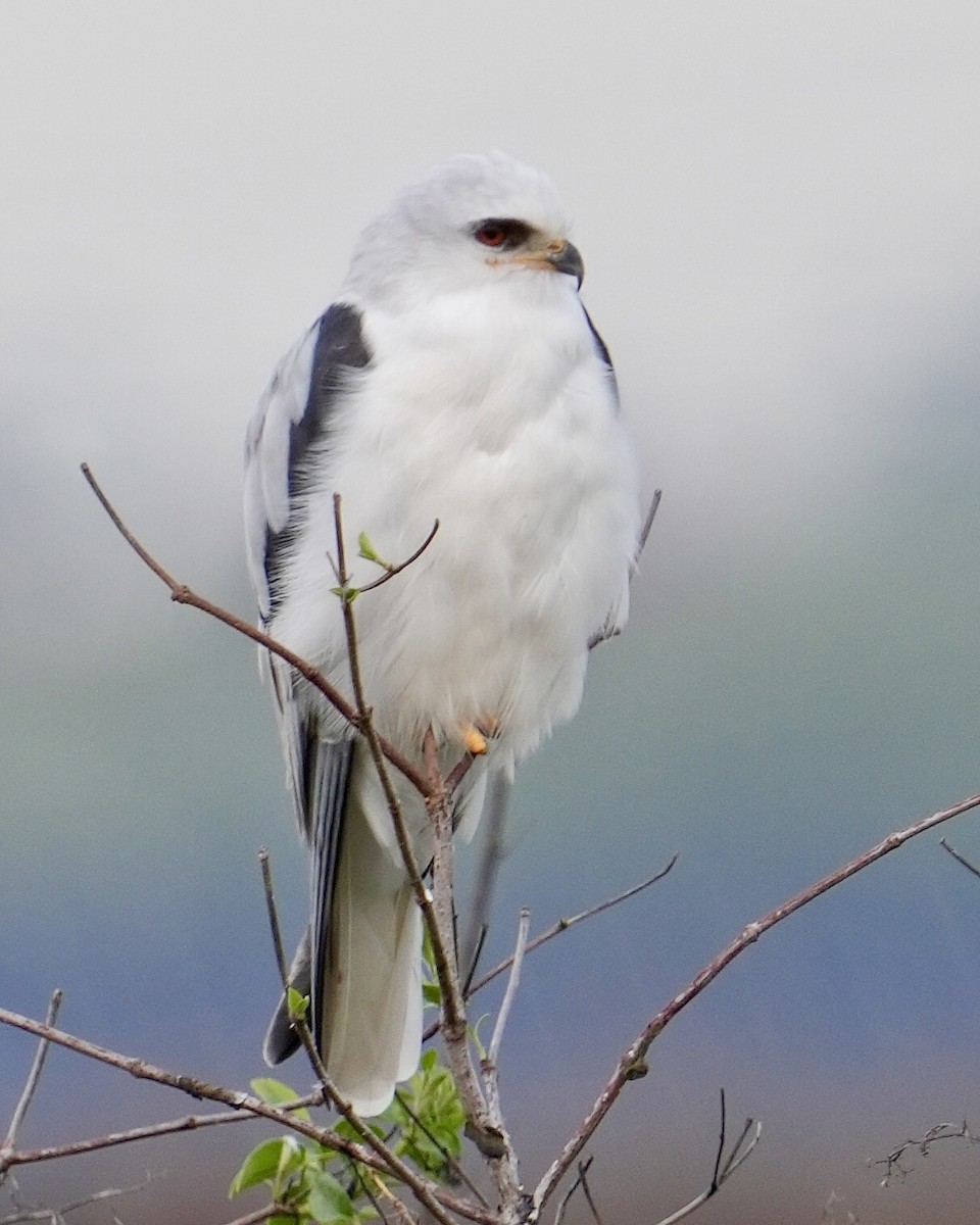 White-tailed Kite - ML645578018