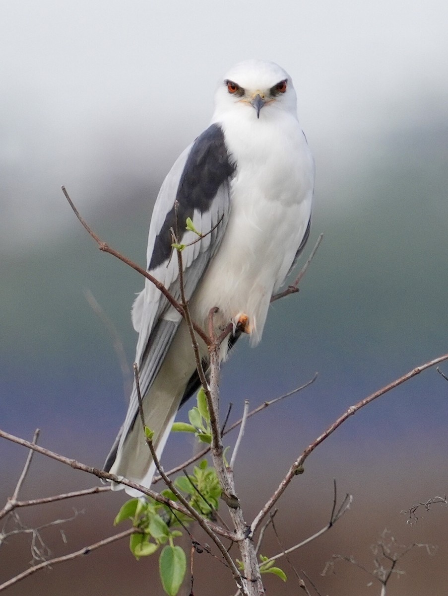 White-tailed Kite - ML645578019
