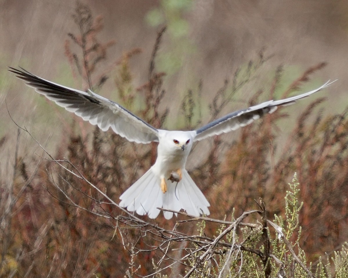 White-tailed Kite - ML645578020