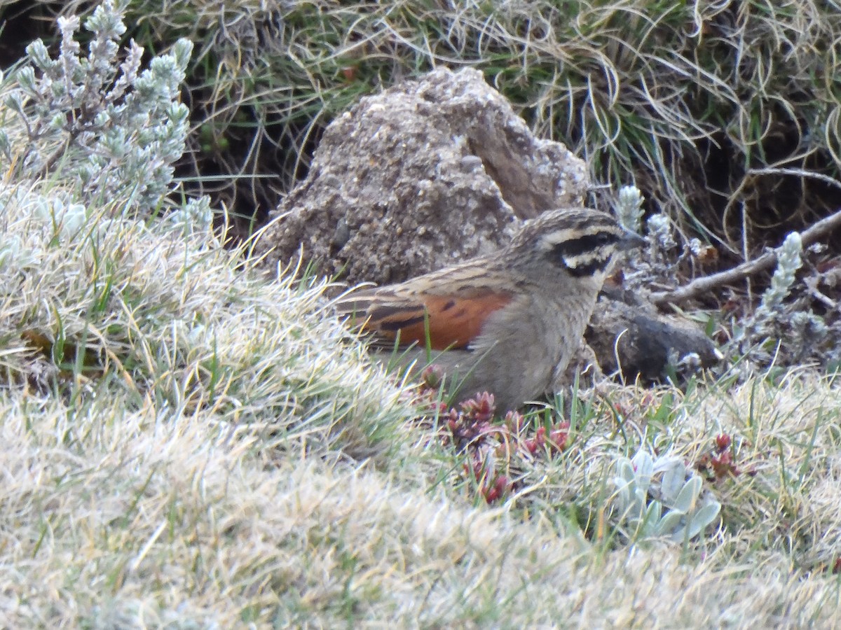 Cape Bunting - ML645578026