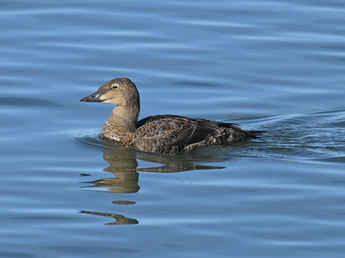 Éider Real - ML645578028