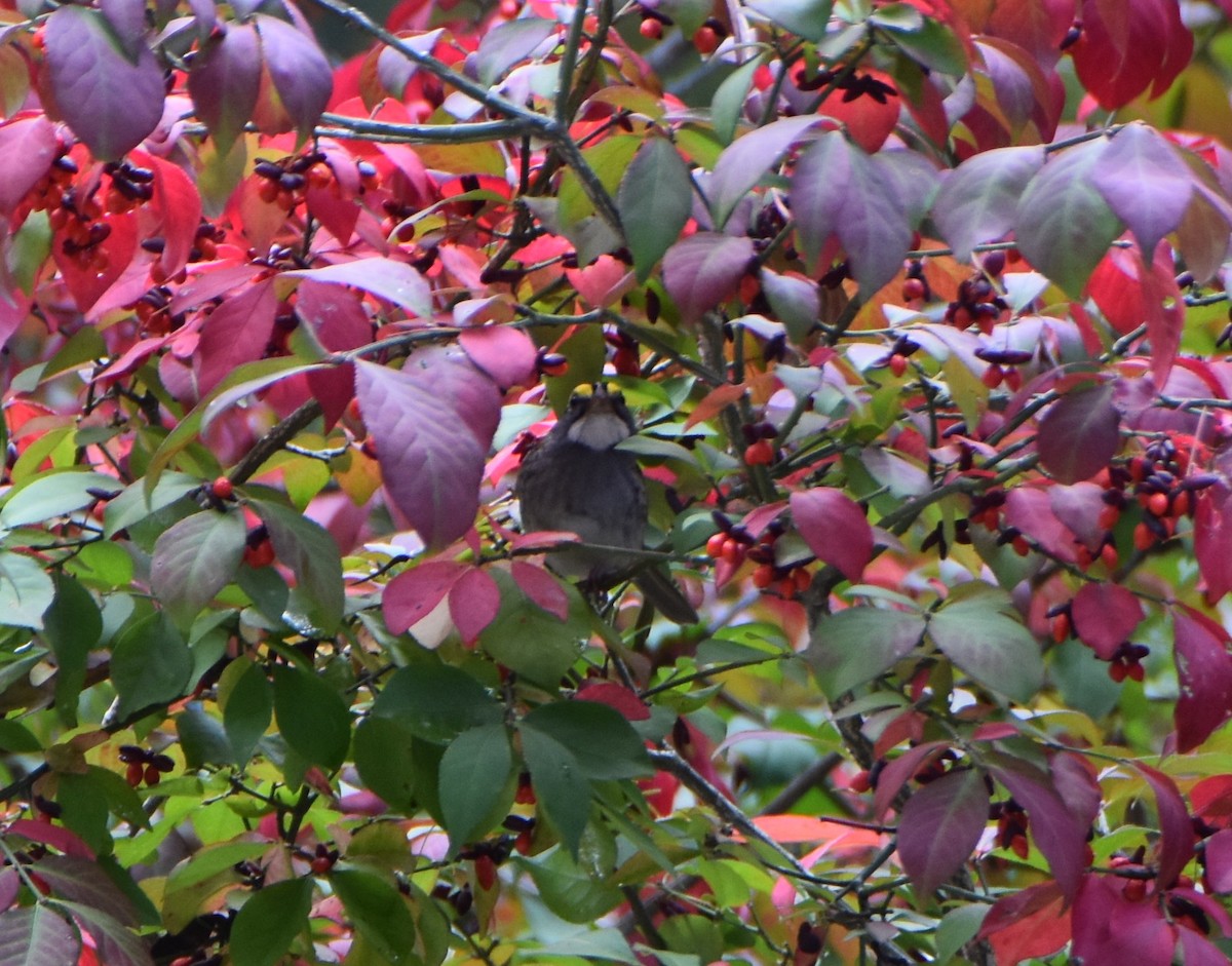 White-throated Sparrow - ML645578032
