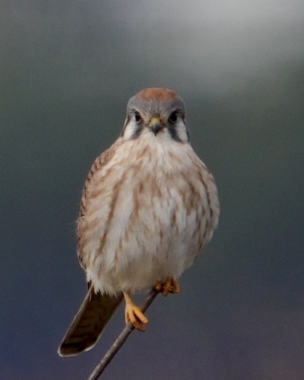 American Kestrel - ML645578033