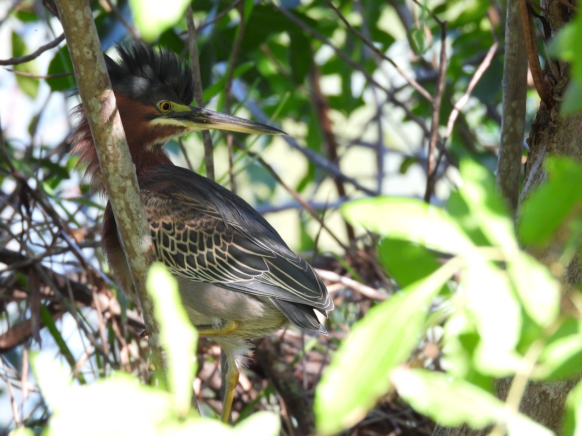 אנפית ירוקה - ML645578034