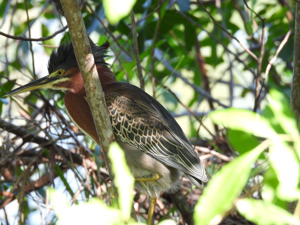 אנפית ירוקה - ML645578035