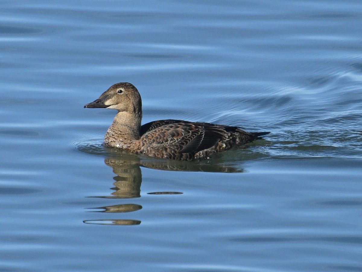 Éider Real - ML645578038