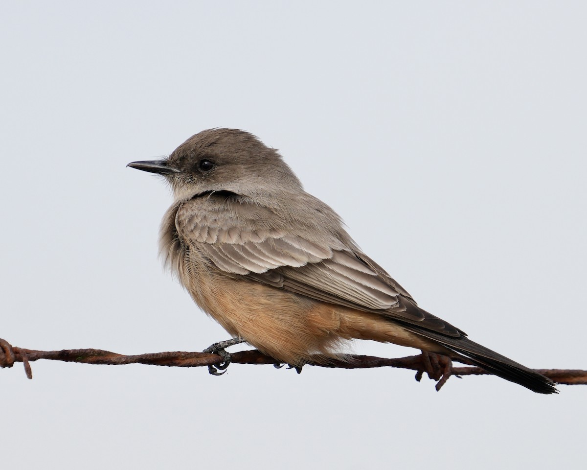 Say's Phoebe - ML645578042