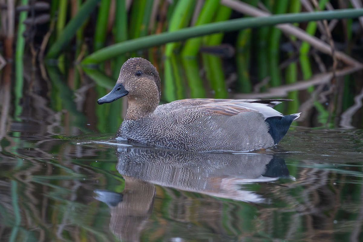 Серая утка - ML645578045