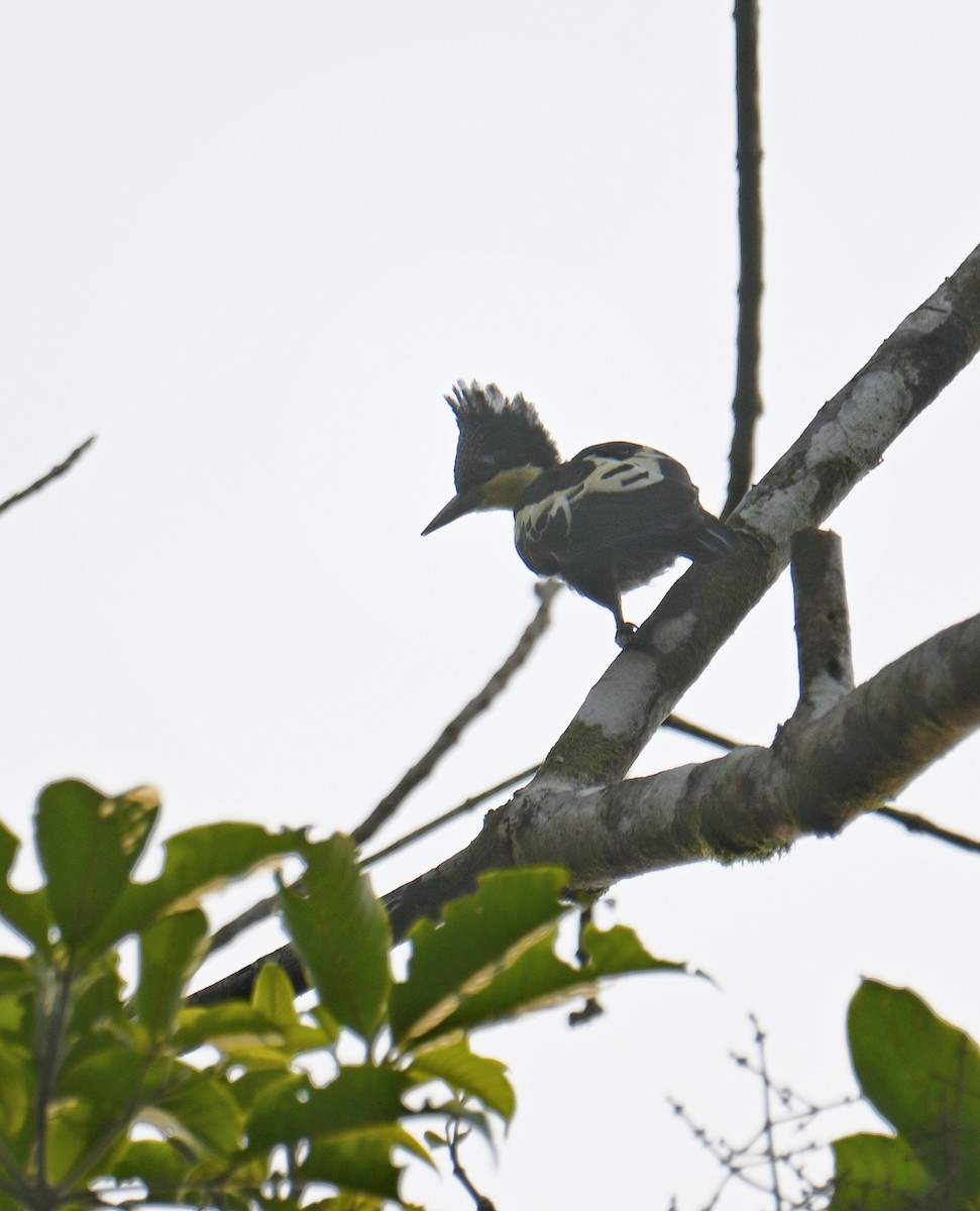 Heart-spotted Woodpecker - ML645578052