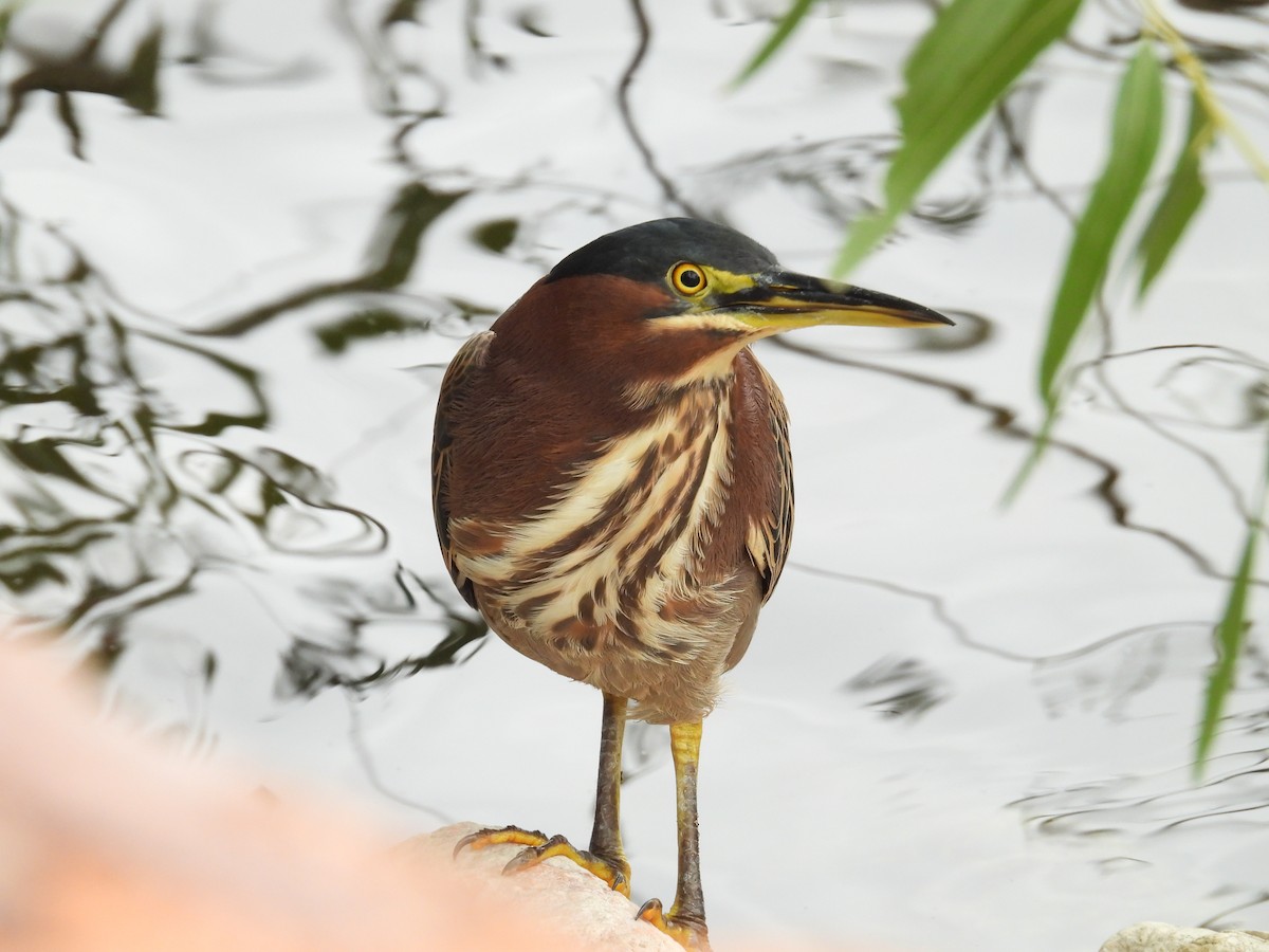 Green Heron - ML645578054