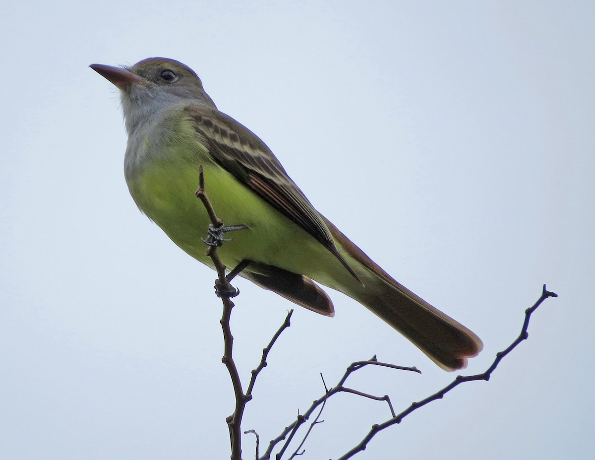 Great Crested Flycatcher - ML645578056