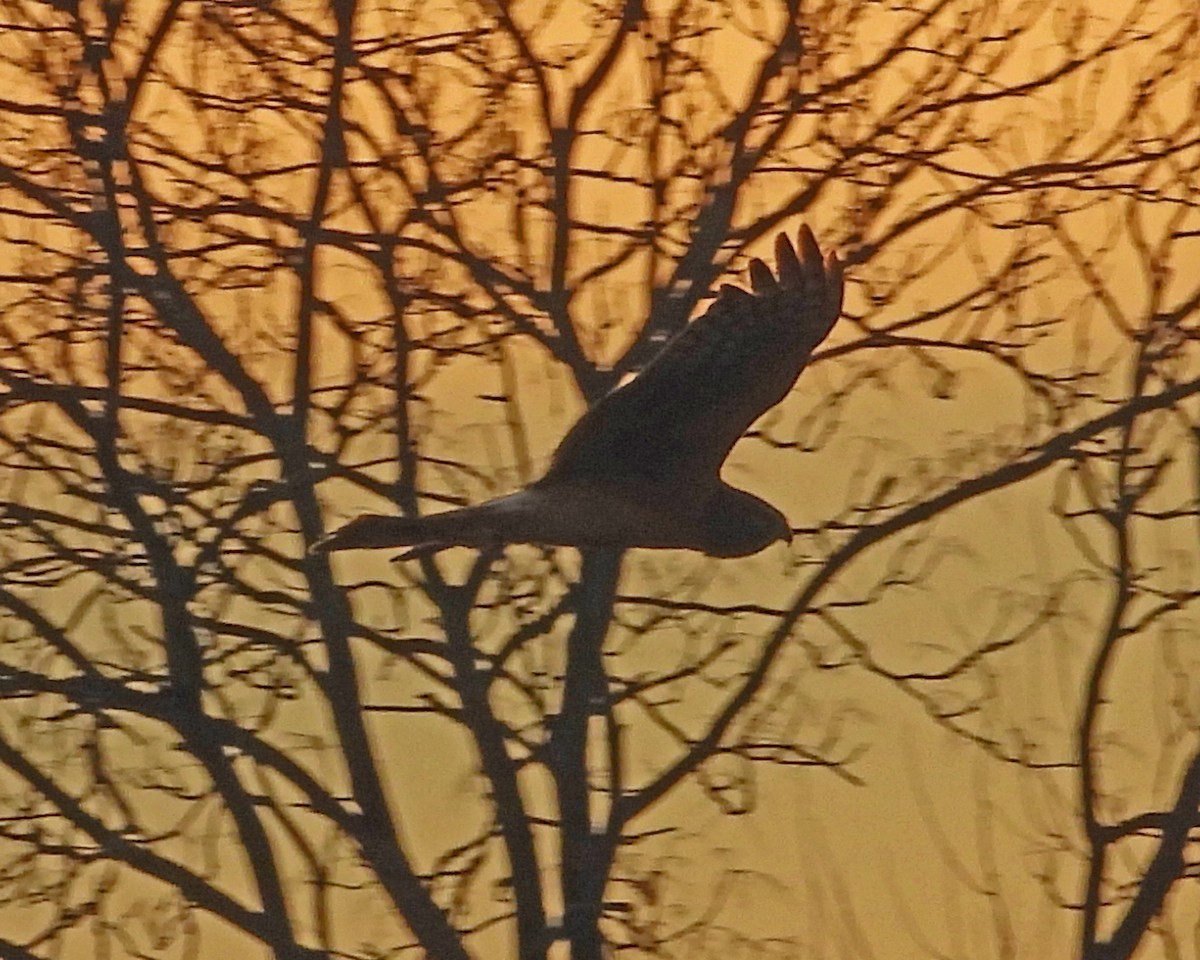 Mirotz zuri iparramerikarra - ML645578061