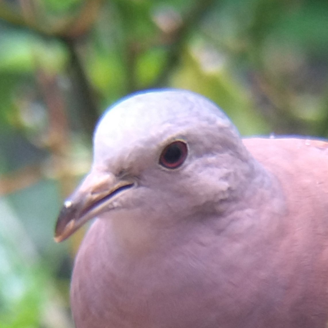 Ruddy Ground Dove - ML645578065