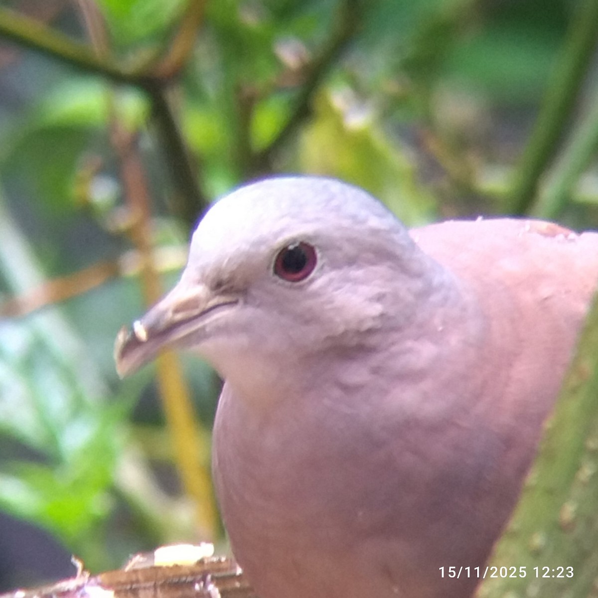 Ruddy Ground Dove - ML645578066
