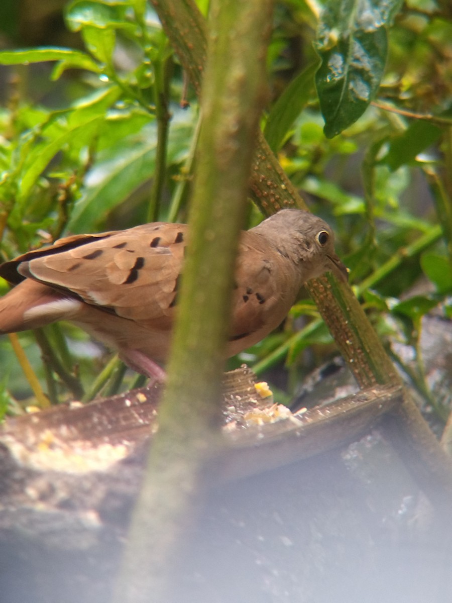 Ruddy Ground Dove - ML645578068