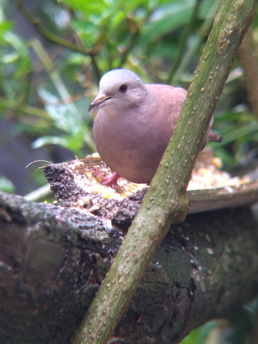 Ruddy Ground Dove - ML645578071