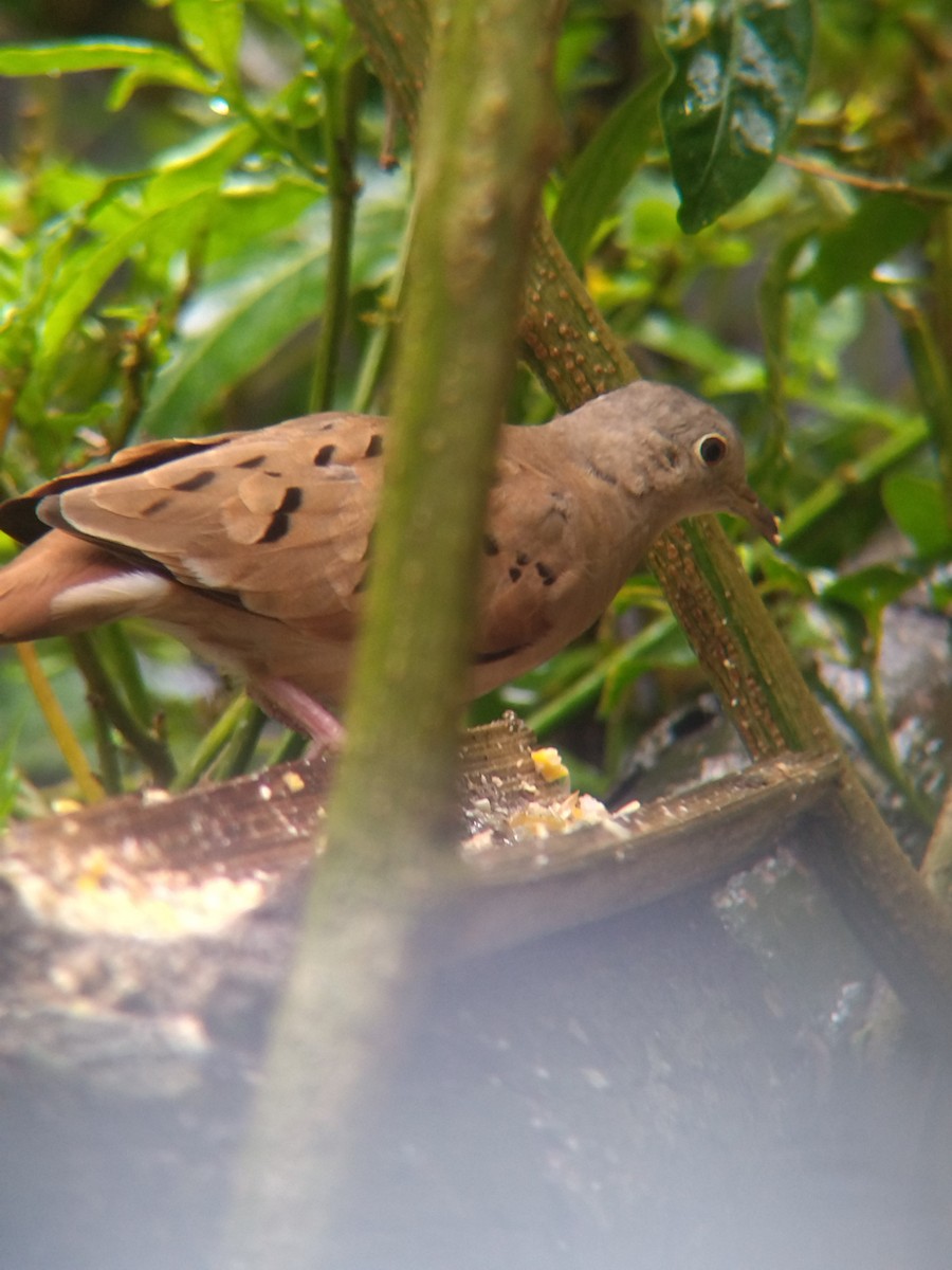Ruddy Ground Dove - ML645578072