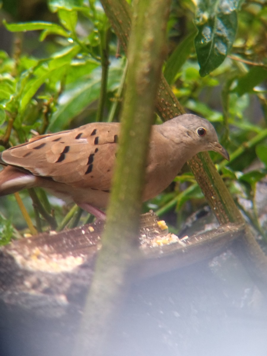 Ruddy Ground Dove - ML645578073