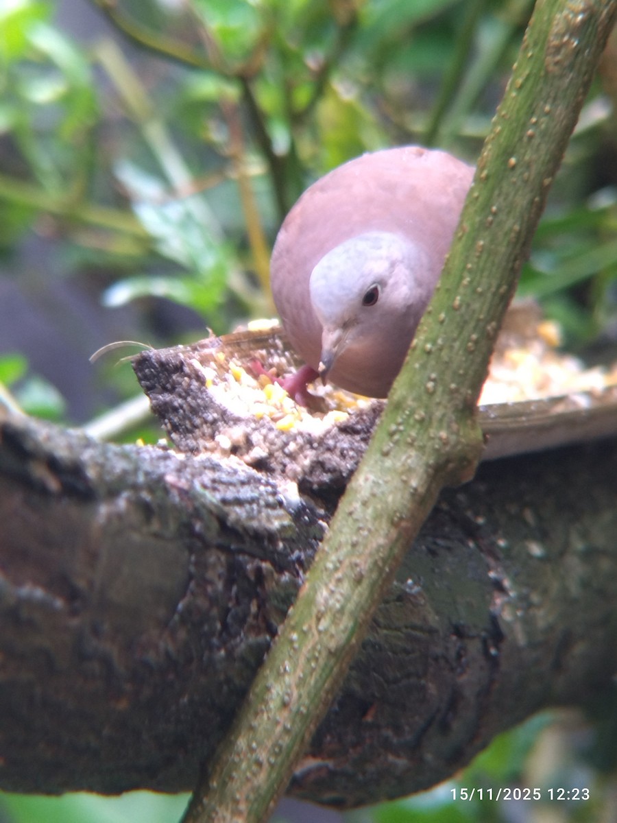 Ruddy Ground Dove - ML645578074