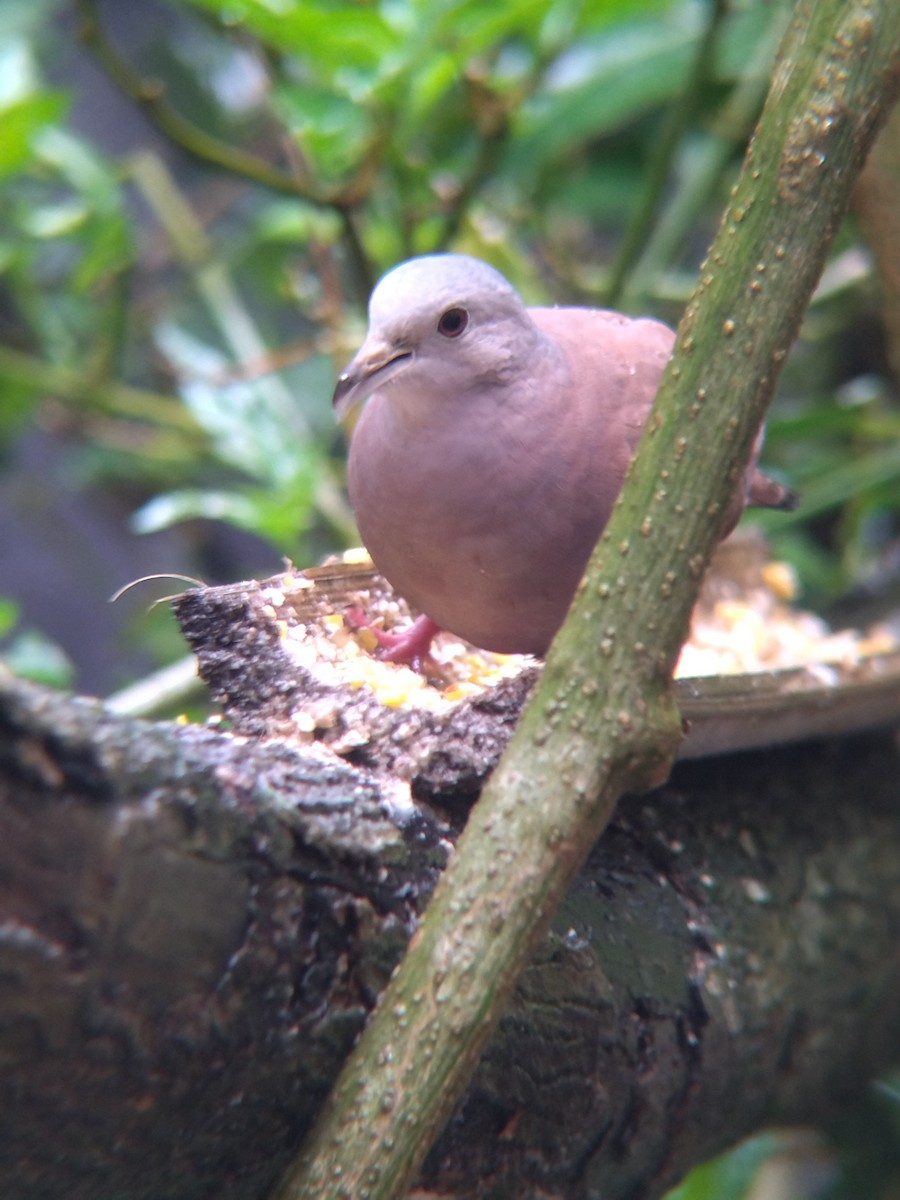 Ruddy Ground Dove - ML645578075