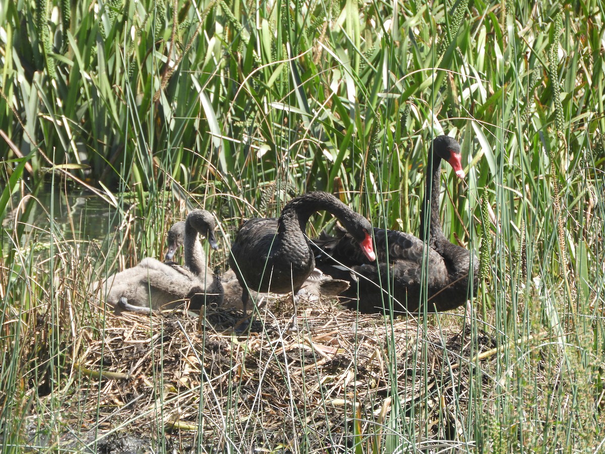 黑天鵝 - ML645578076