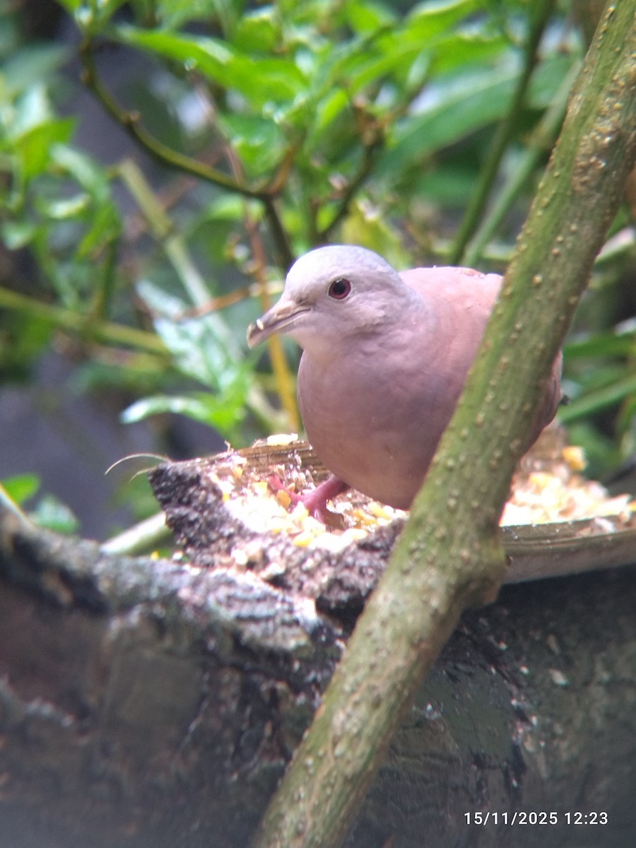 Ruddy Ground Dove - ML645578077