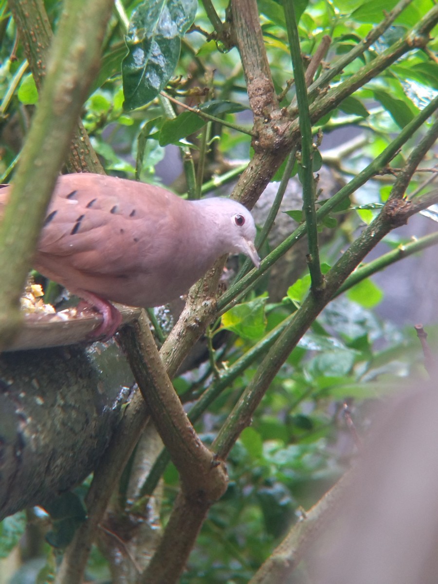 Ruddy Ground Dove - ML645578078