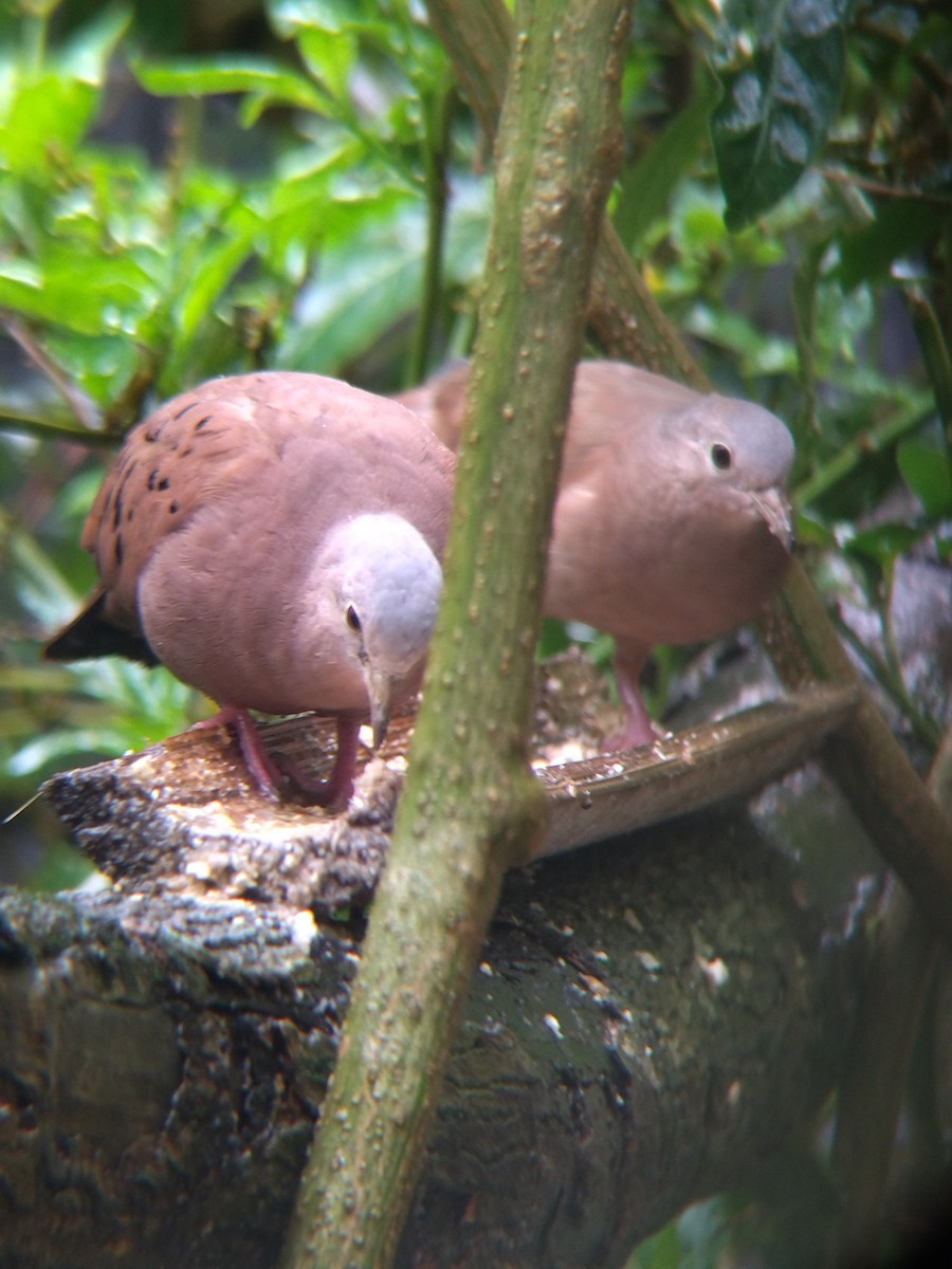 Ruddy Ground Dove - ML645578080