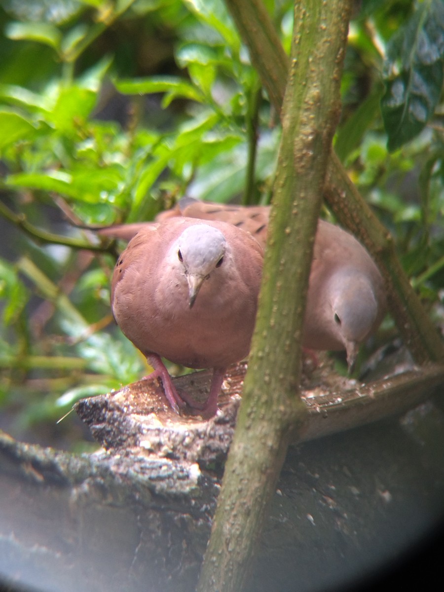 Ruddy Ground Dove - ML645578081