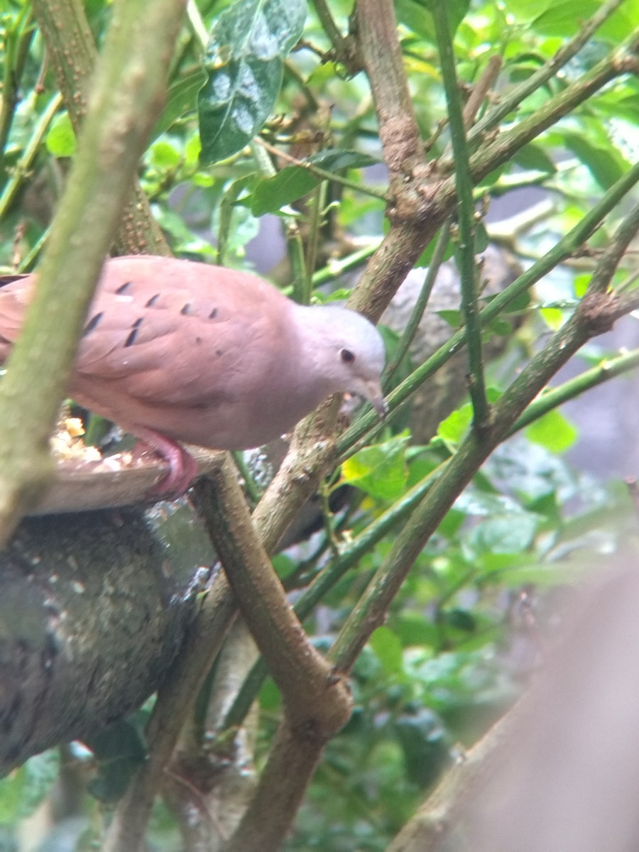 Ruddy Ground Dove - ML645578083