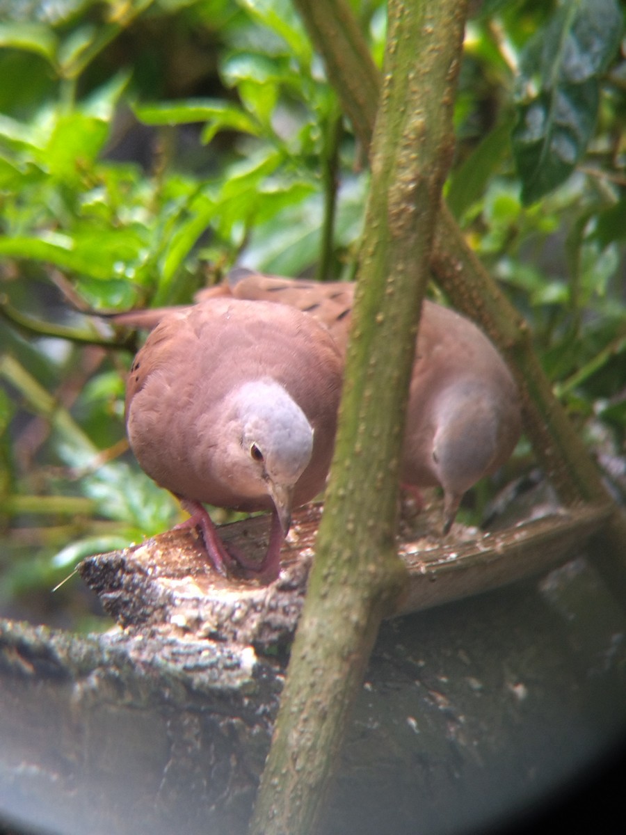 Ruddy Ground Dove - ML645578088