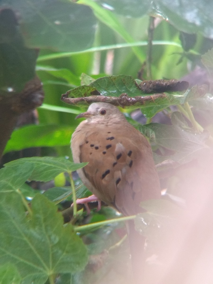 Ruddy Ground Dove - ML645578089