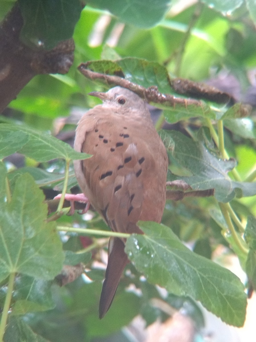 Ruddy Ground Dove - ML645578090