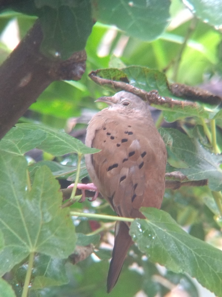 Ruddy Ground Dove - ML645578091