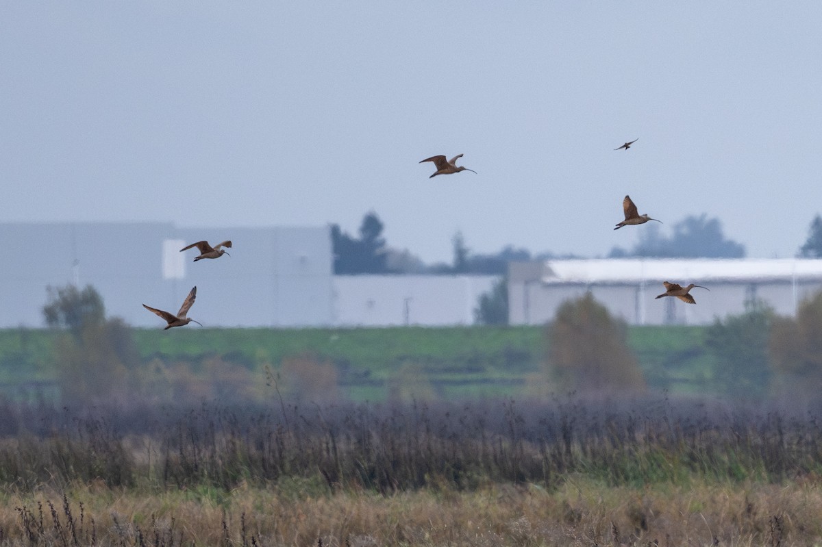 Long-billed Curlew - ML645578092