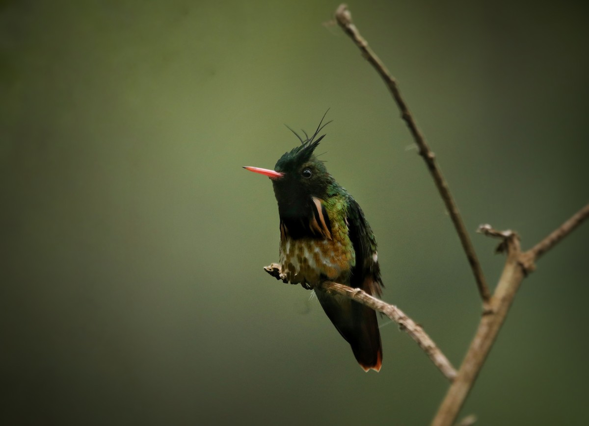 Black-crested Coquette - ML645578093