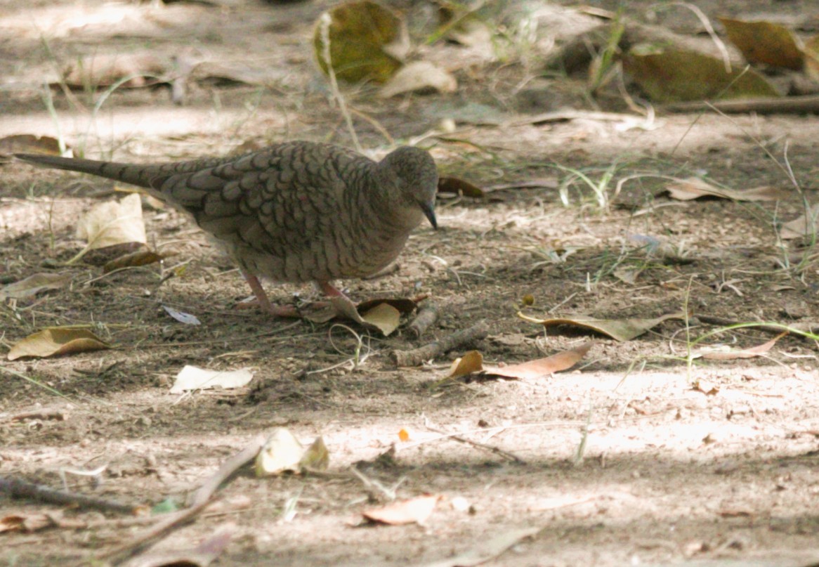 Inca Dove - ML645578094