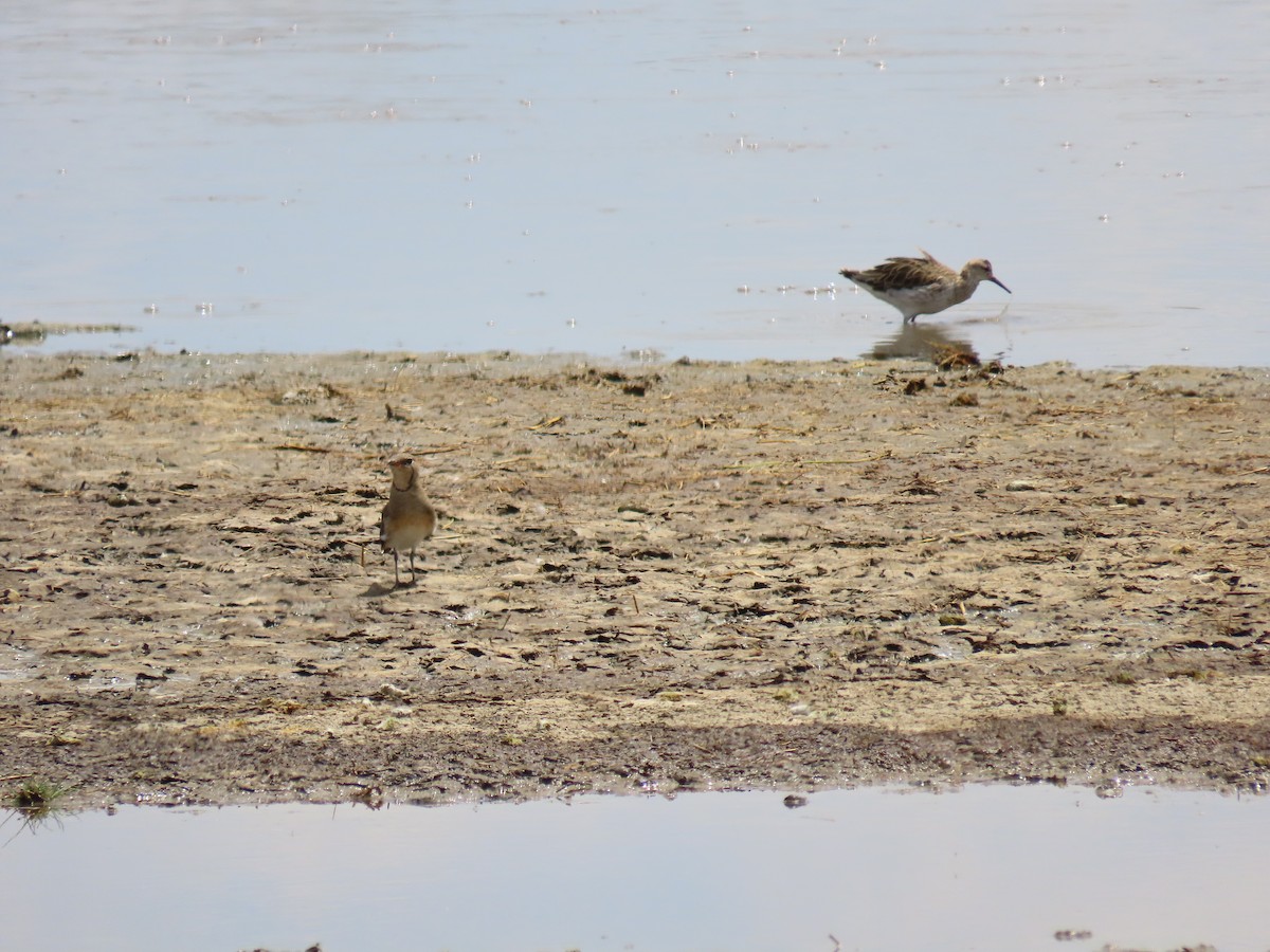Collared Pratincole - ML645578096