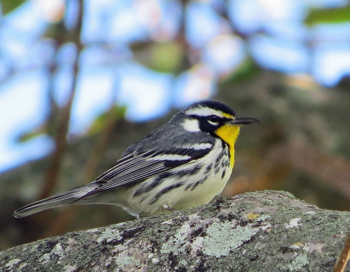 Yellow-throated Warbler - ML645578098