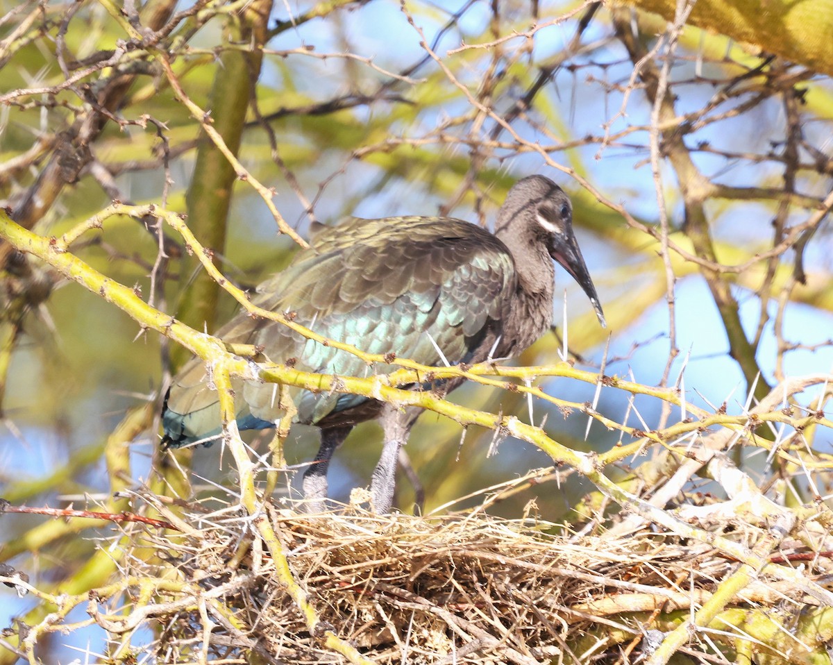 Hadada Ibis - ML645578099