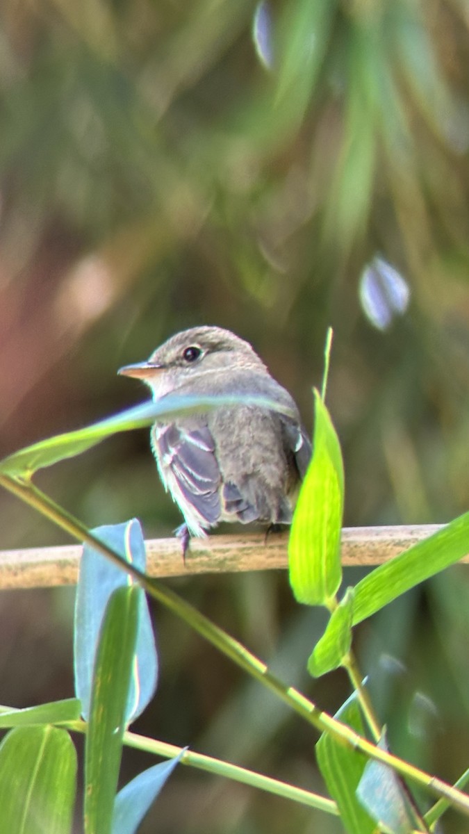 Alder Flycatcher - ML645578100