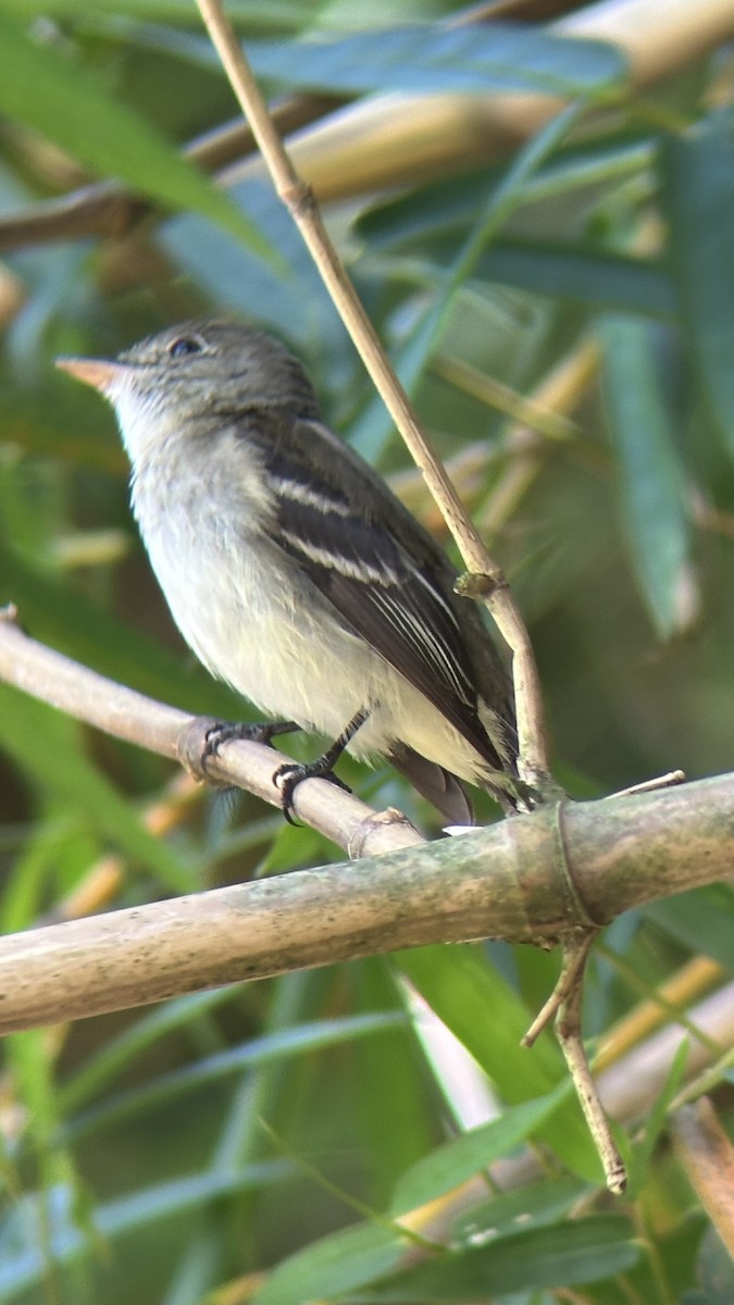 Alder Flycatcher - ML645578103
