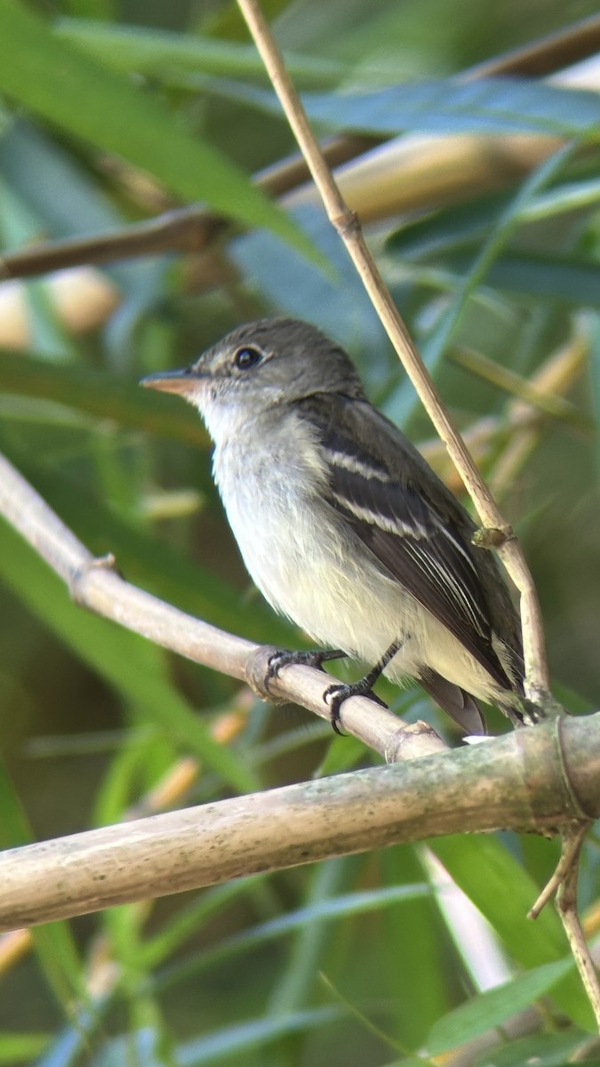 Alder Flycatcher - ML645578104