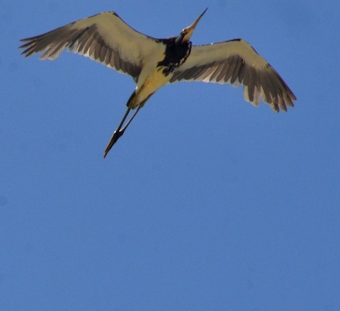 Tricolored Heron - ML645578105