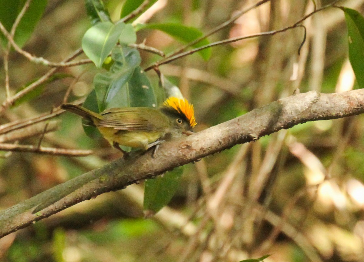 Saffron-crested Tyrant-Manakin - ML645578107
