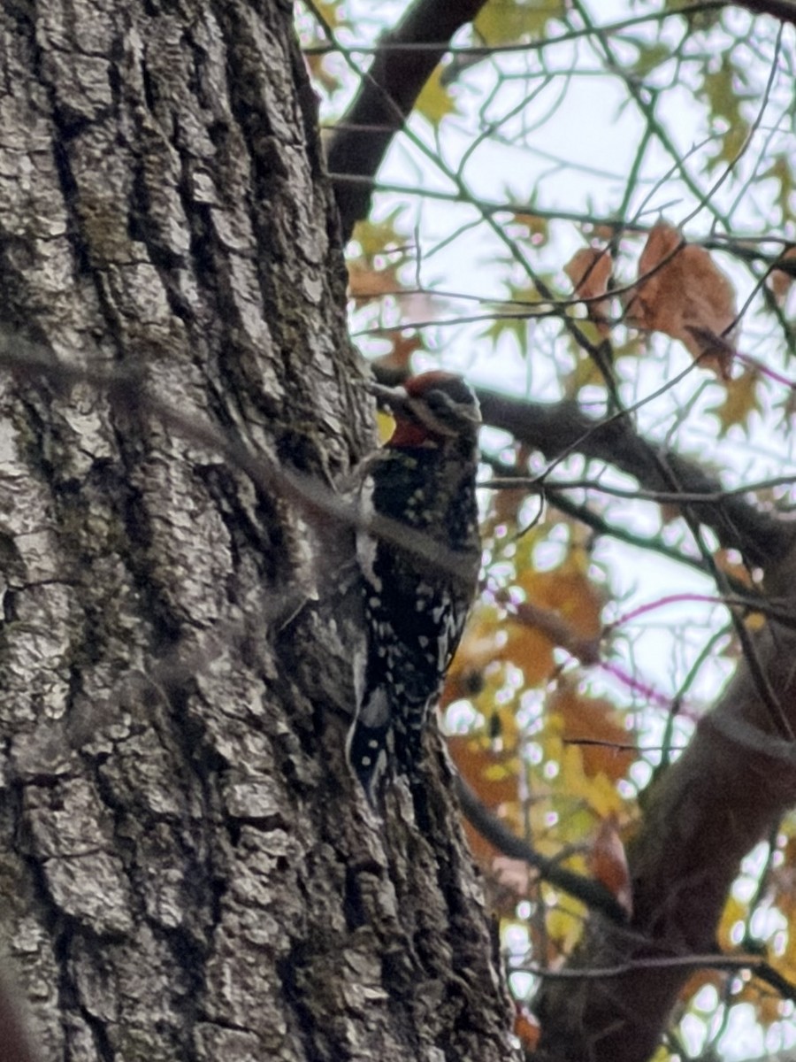 Yellow-bellied Sapsucker - ML645578110