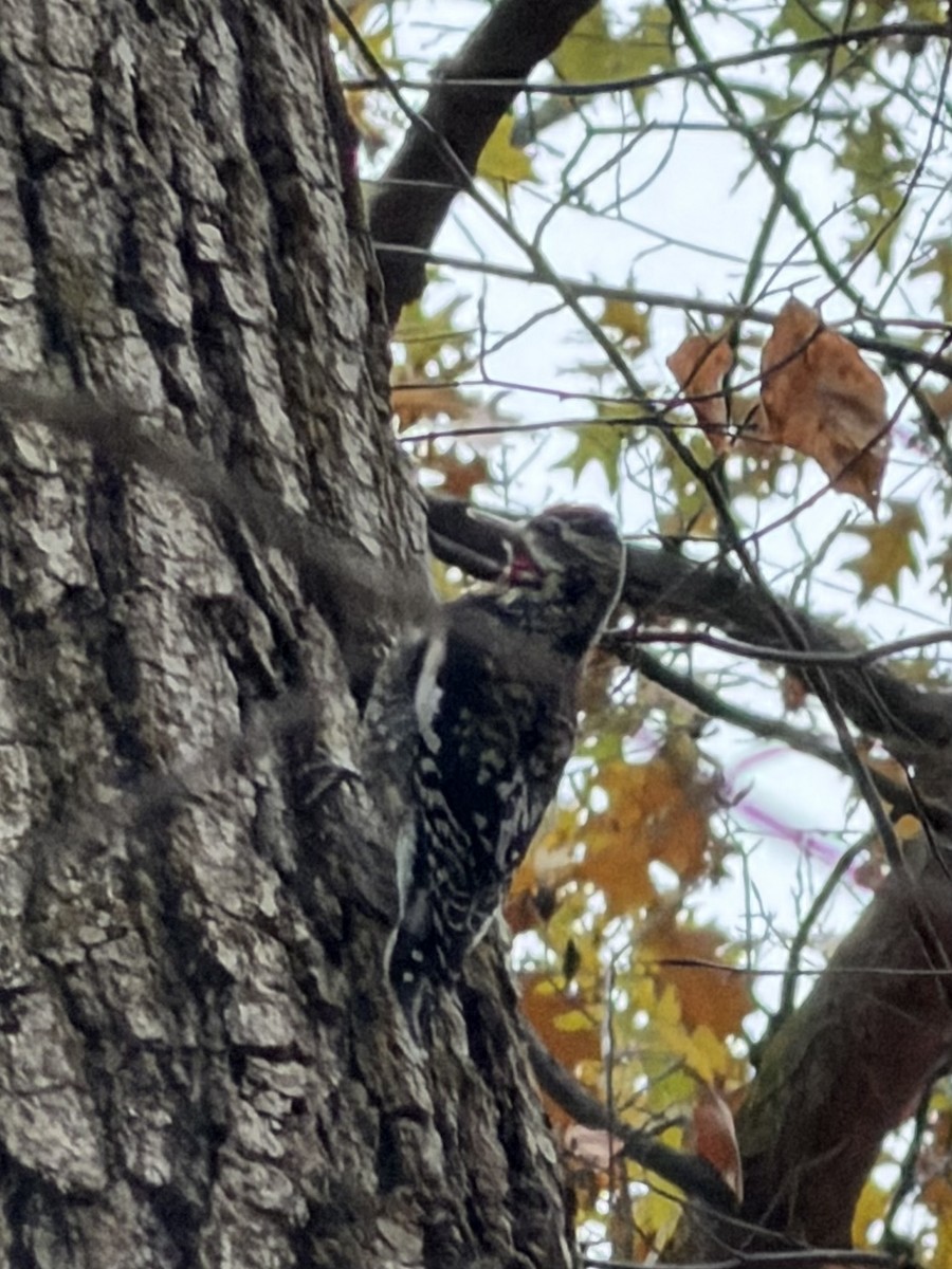 Yellow-bellied Sapsucker - ML645578111
